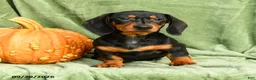 Miniature Dachshund dogs for sale: Carlos - Ad 3
