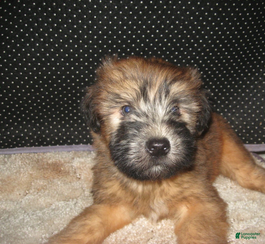 Soft Coated Wheaten Terrier dogs for sale: Dakota - Ad 2