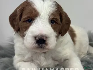 Mini Goldendoodle dogs Benson - Ad 4