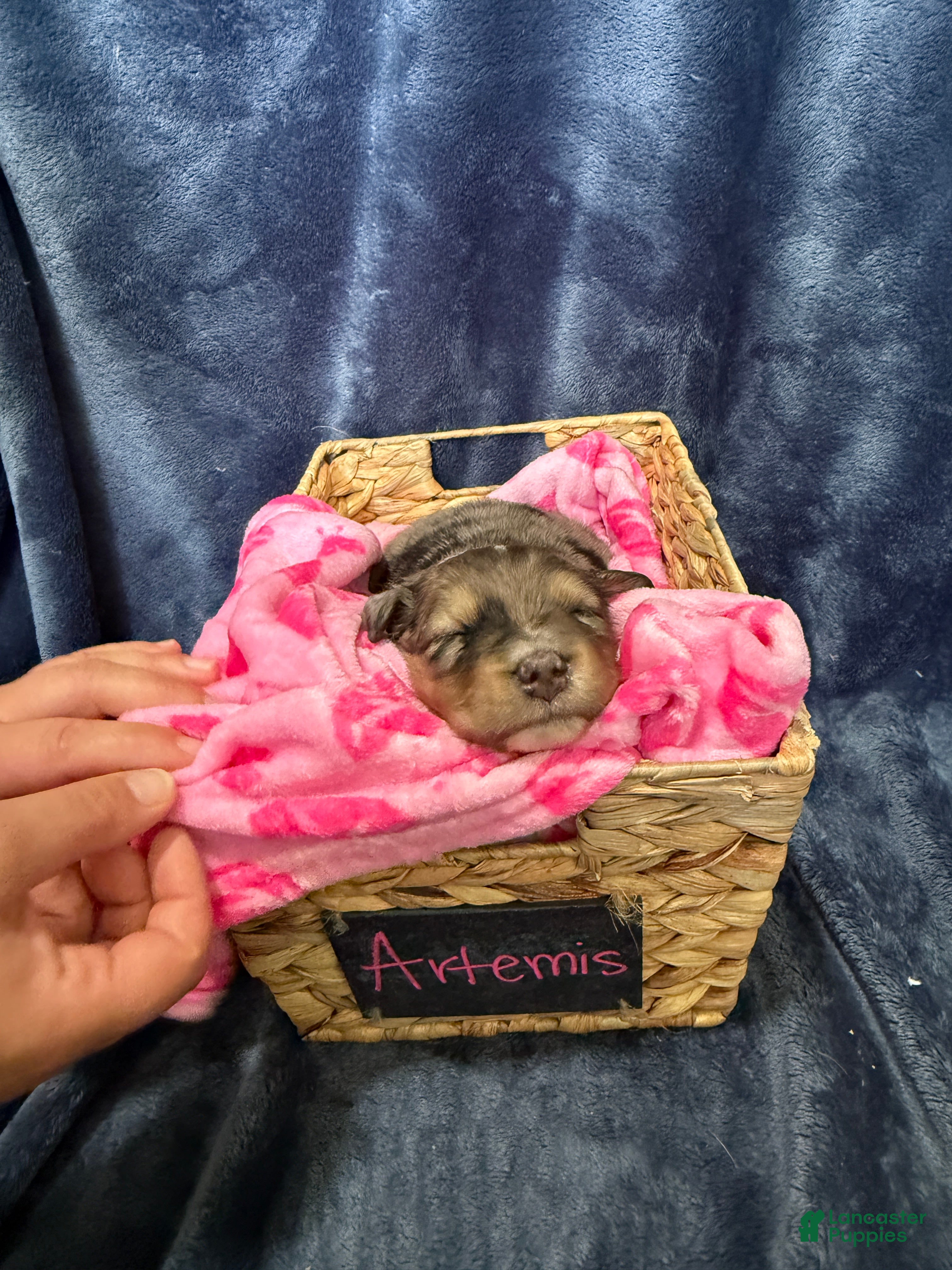 Mixed Breed dogs Artemis  - Ad 9