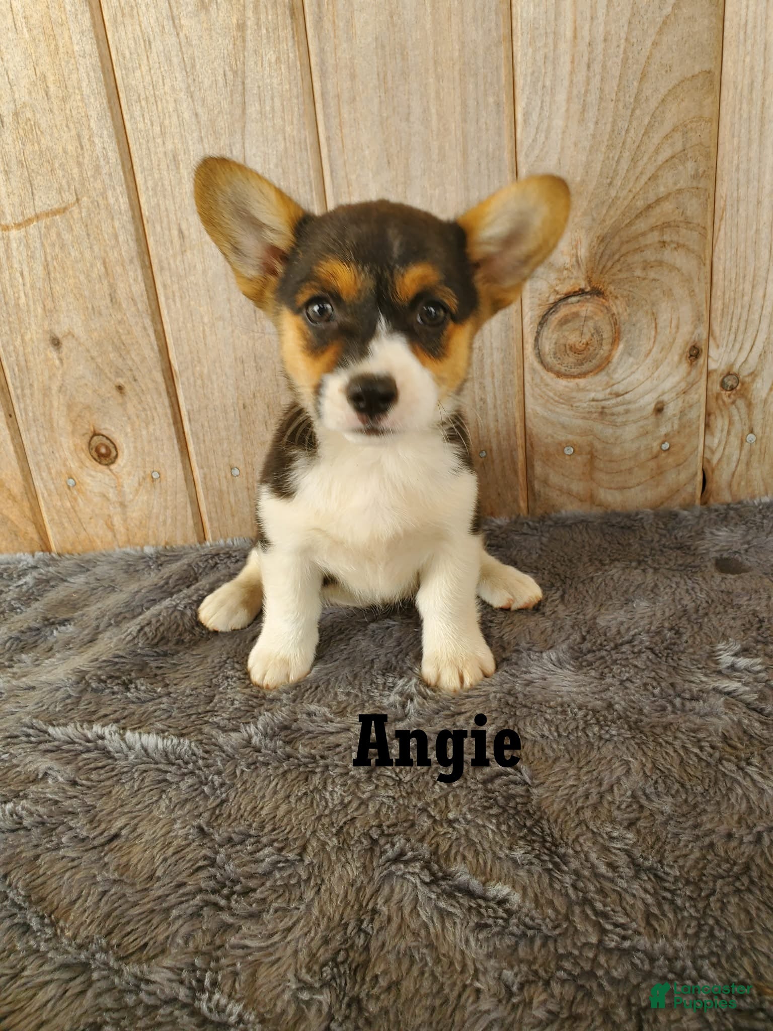 Welsh Corgi Pembroke dogs for sale: Angie - Ad 3