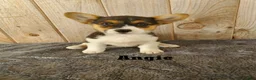 Welsh Corgi Pembroke dogs for sale: Angie - Ad 1