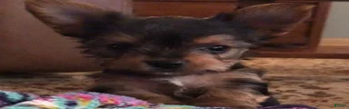 Yorkshire Terrier 1