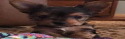 Yorkshire Terrier dogs for sale: Yorkshire Terrier 1 - Ad 1