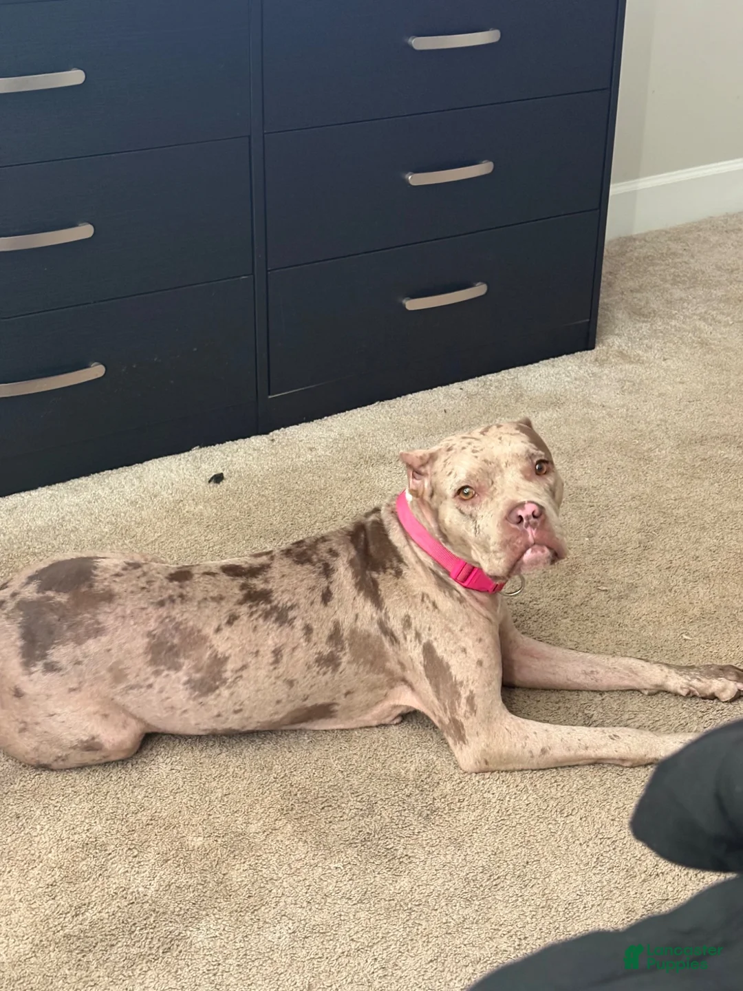 Mixed Breed dogs for sale: Mixed Breed 1 - Ad 3