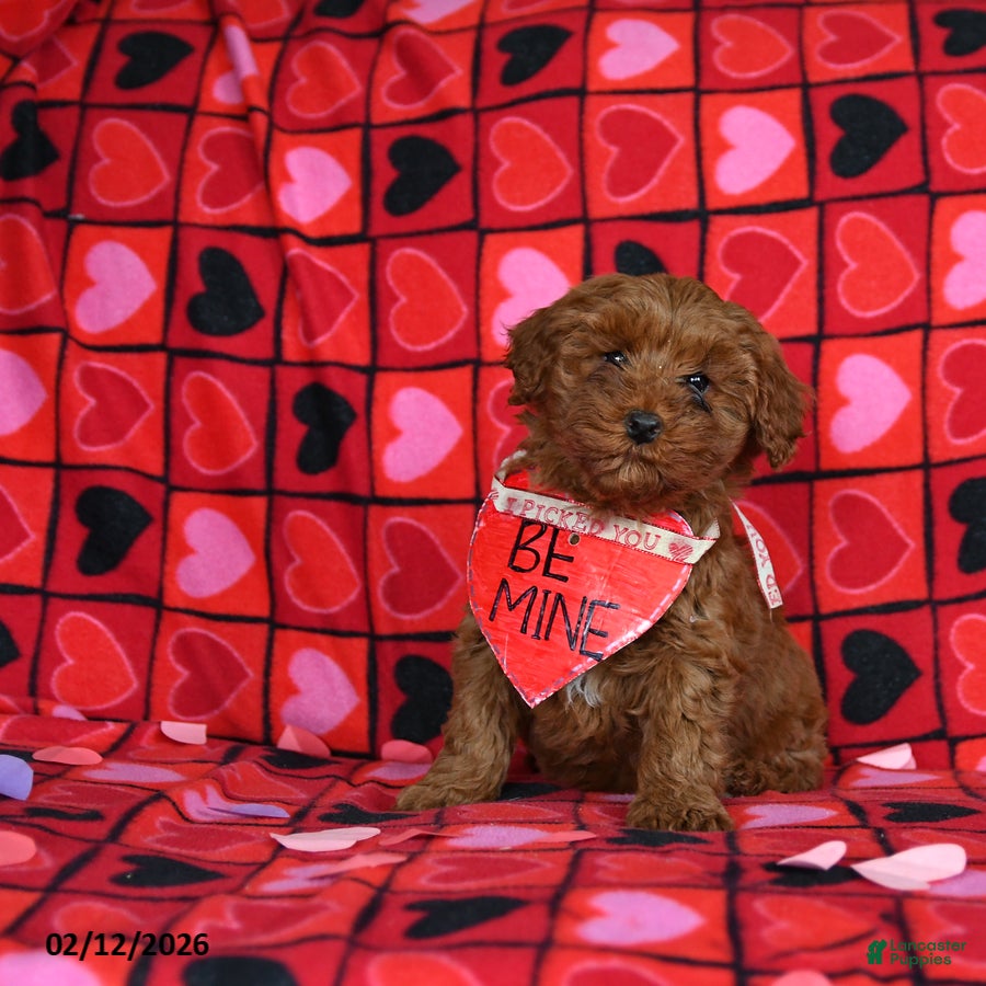 Mini Goldendoodle dogs Fern  - Ad 31