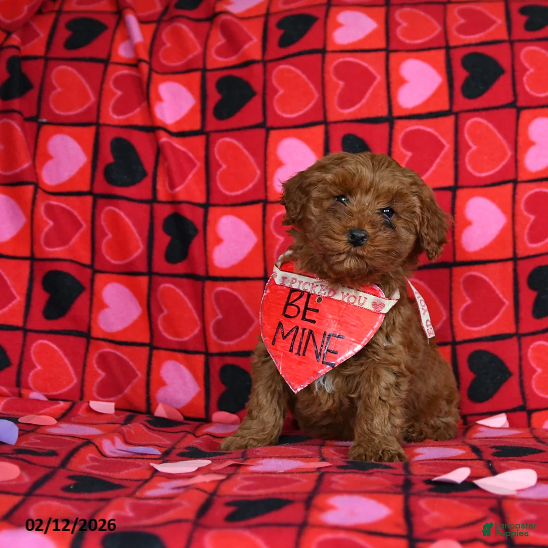 Mini Goldendoodle dogs for sale: Fern  - Ad 1