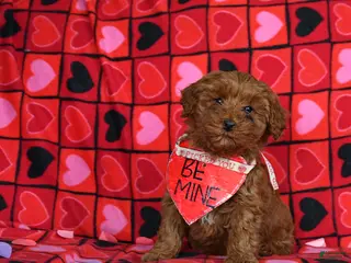 Mini Goldendoodle dogs Fern - Ad 31