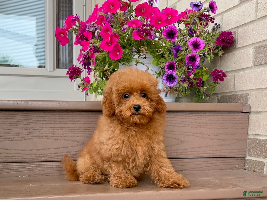Maltipoo dogs for sale: Gorgeous - Ad 6