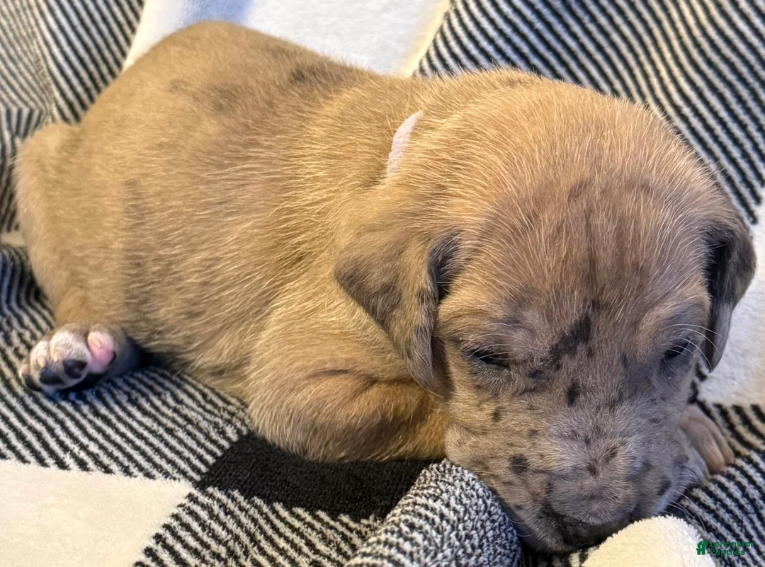 Great Dane dogs for sale: Violet - Ad 2