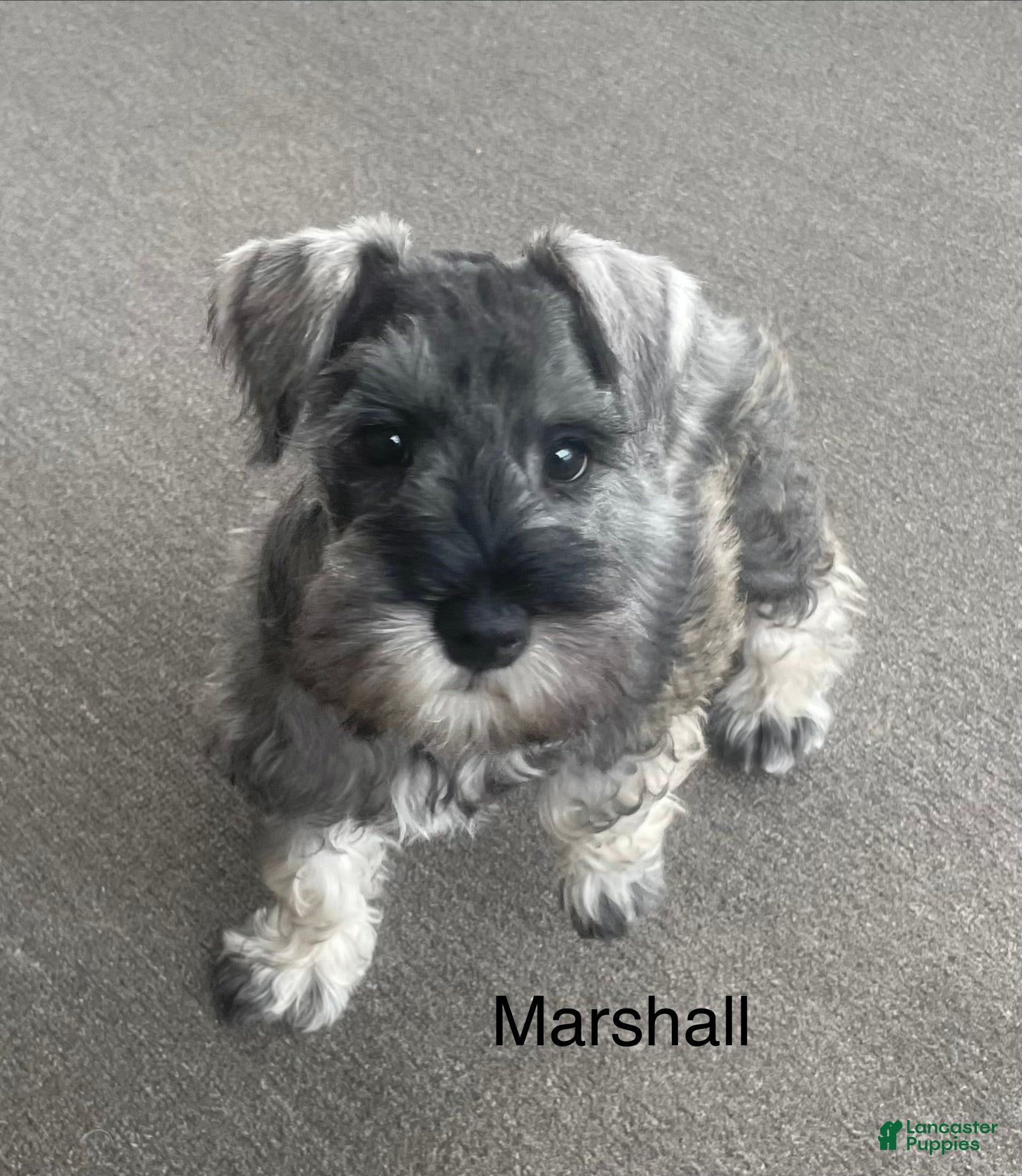 Miniature Schnauzer dogs Miniature Schnauzer Puppy 4 Marshall - Ad 2
