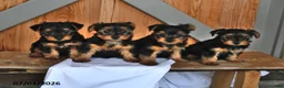 Yorkshire Terrier dogs for sale: Kimberly - Ad 5