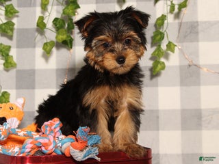 Yorkshire Terrier dogs Prince - Ad 24