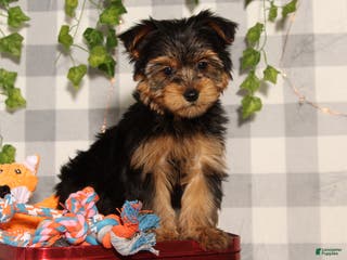 Yorkshire Terrier dogs Prince - Ad 32