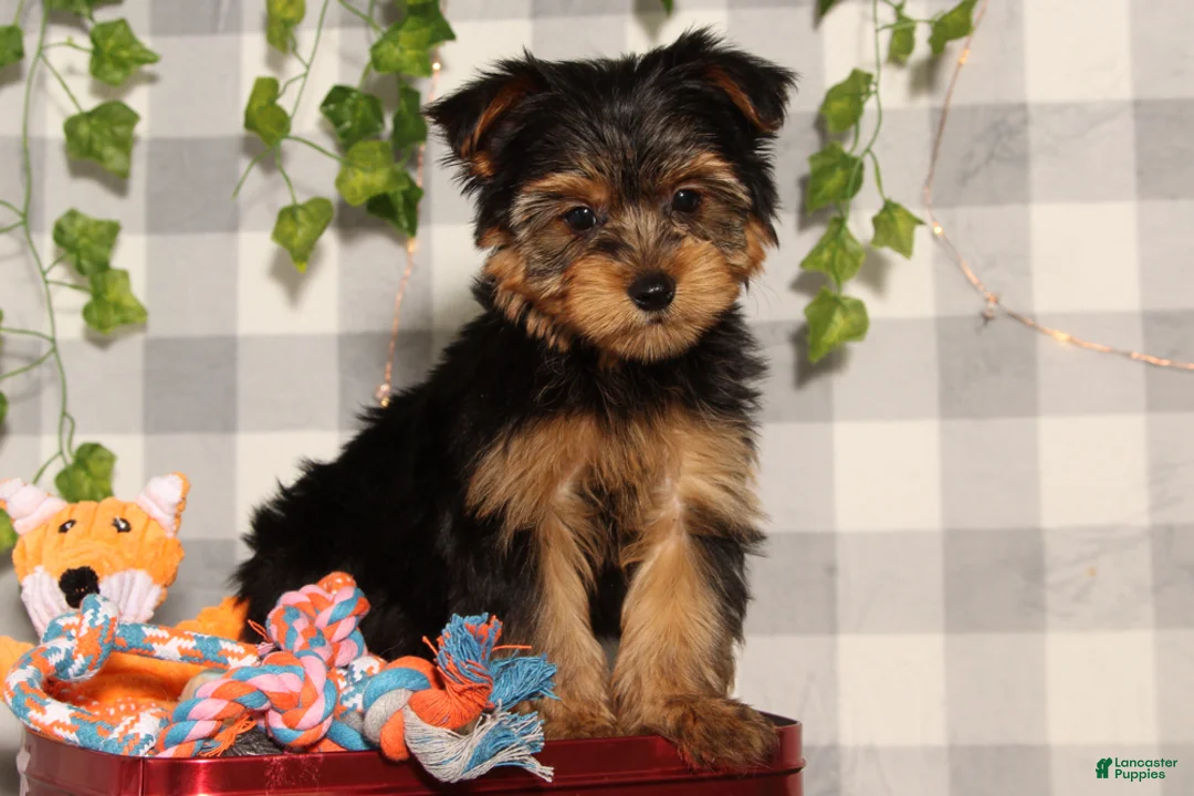 Yorkshire Terrier dogs for sale: Prince - Ad 1
