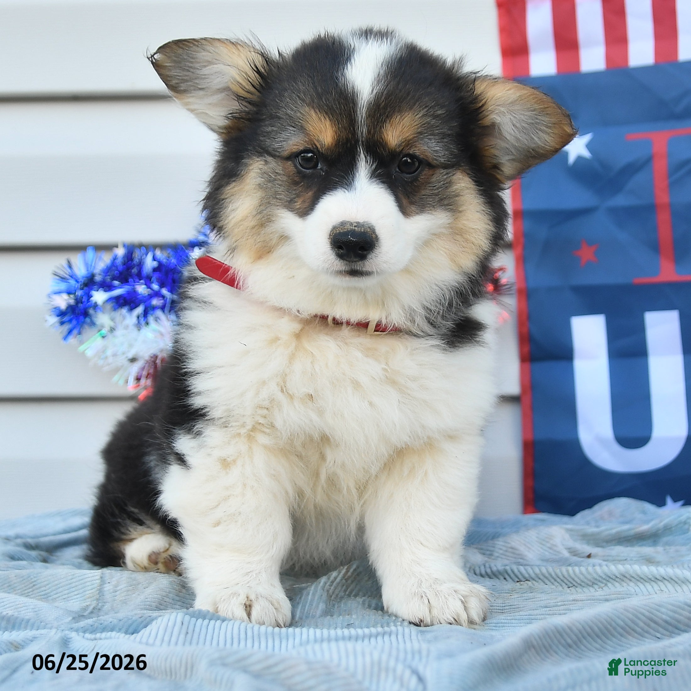 Welsh Corgi Pembroke dogs Betsy Ross - Ad 2