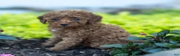Toy Poodle dogs for sale: Gertie Toy Poodle  - Ad 3