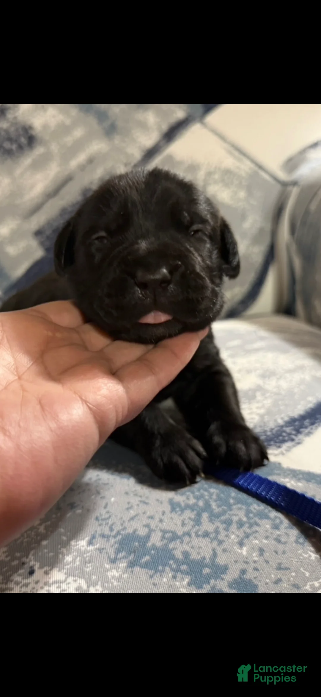 Cane Corso dogs for sale: Cane Corso Puppy 8 - Ad 3