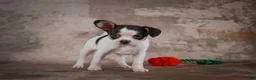 Chihuahua dogs for sale: Earl - Ad 13