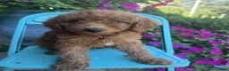 Miniature Labradoodle dogs for sale: Callie - Ad 7