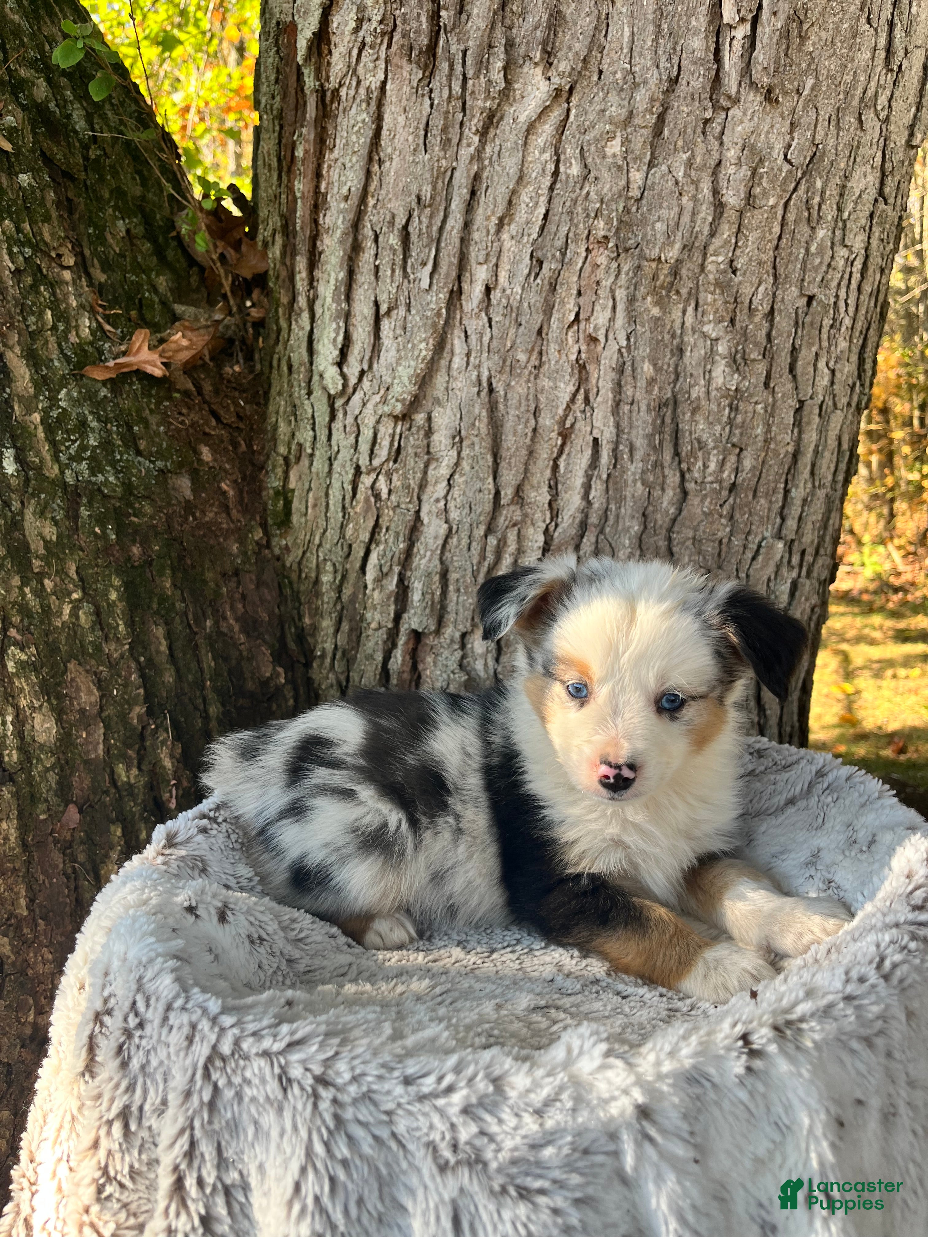 Miniature Australian Shepherd dogs for sale: Milo - Ad 2