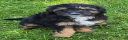 Mini Aussiedoodle dogs for sale: Fully potty trained - Ad 1