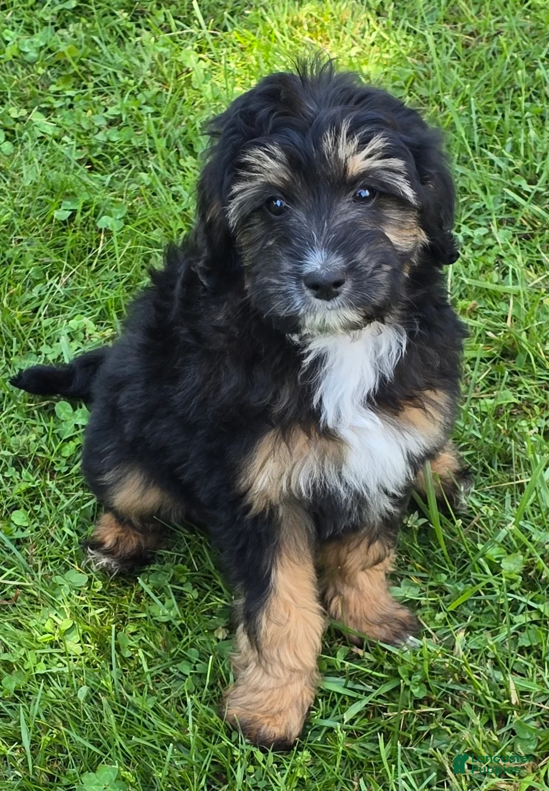 Mini Aussiedoodle dogs for sale: Fully potty trained - Ad 1