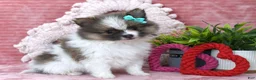 Pomeranian dogs for sale: Lilly - Ad 2