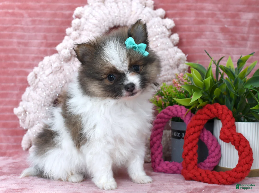 Pomeranian dogs for sale: Lilly - Ad 2