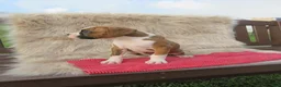 Boxer dogs for sale: Kade - Ad 6