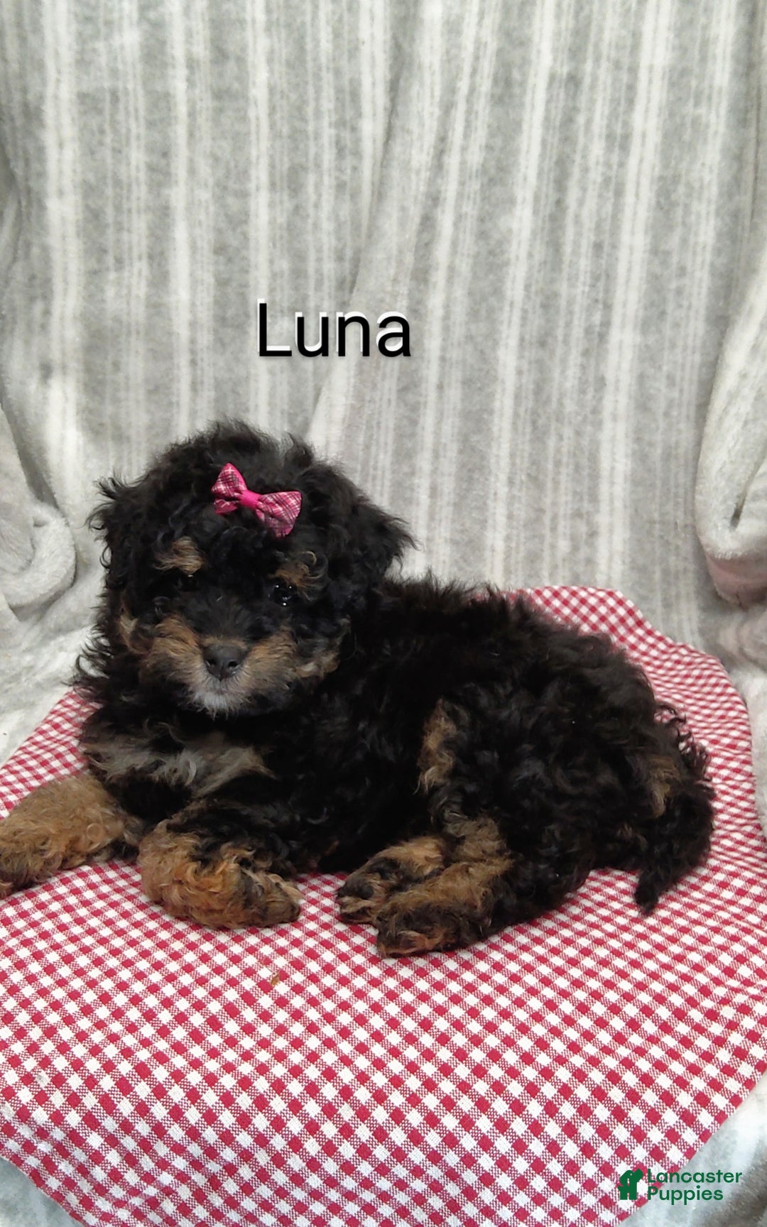 Mini Bernedoodle dogs for sale: Luna - Ad 10