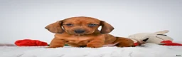 Miniature Dachshund dogs for sale: Nutmeg  - Ad 6