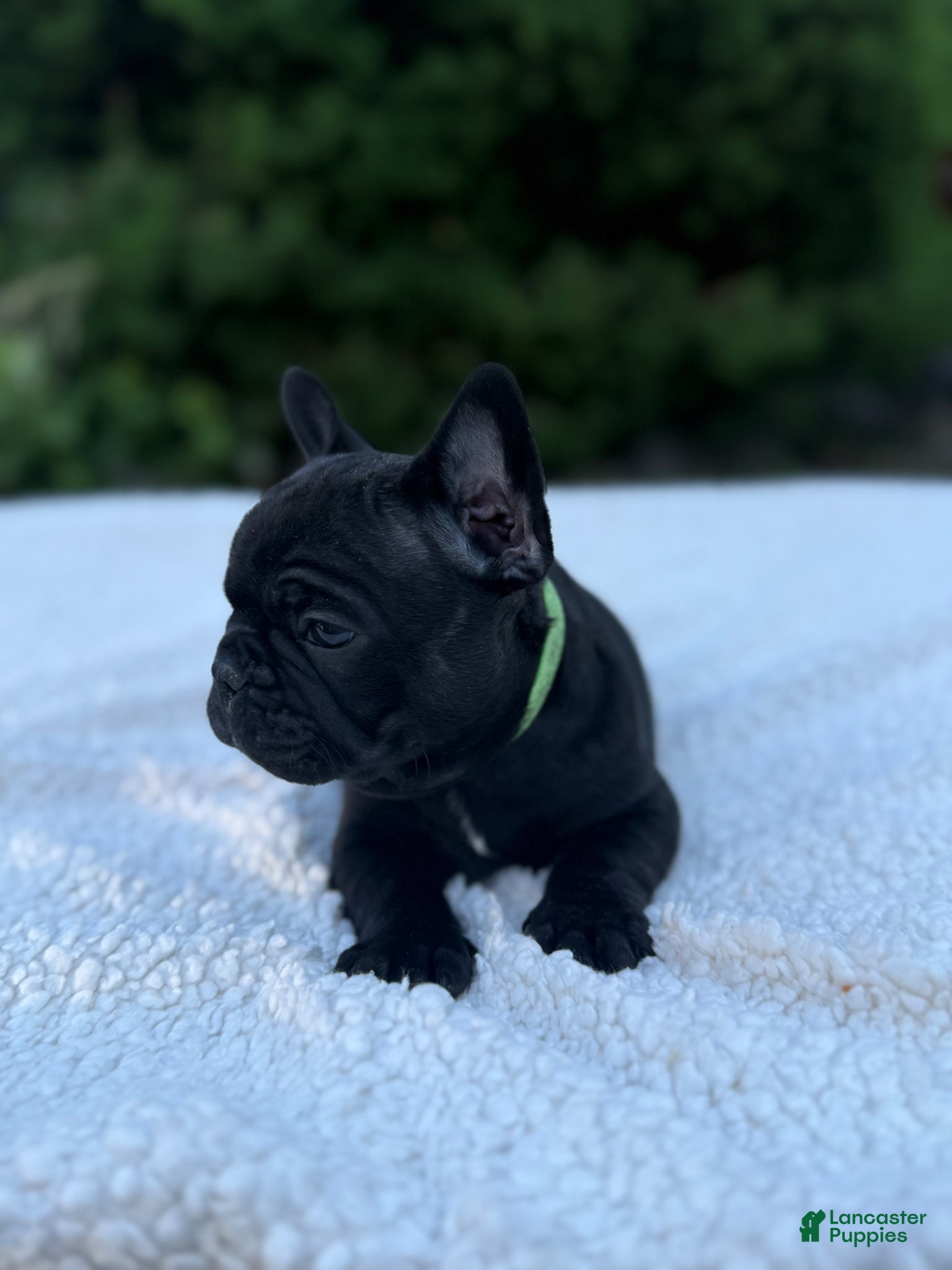 French Bulldog dogs French Bulldog Puppy 2 - Ad 5
