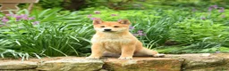 Shiba Inu dogs for sale: Dallas  - Ad 3