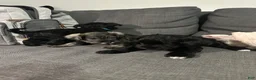 Miniature Schnauzer dogs for sale: Miniature Schnauzer 4 - Ad 5
