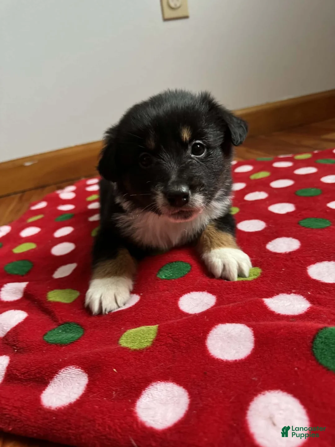 Australian Shepherd dogs for sale: Solstice - Ad 8