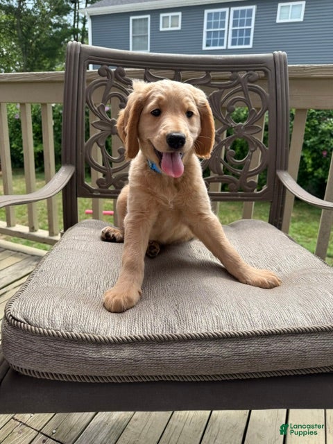 Goldendoodle dogs Hannah - Ad 1