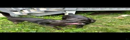 Cane Corso dogs for sale: Cooper - Ad 5