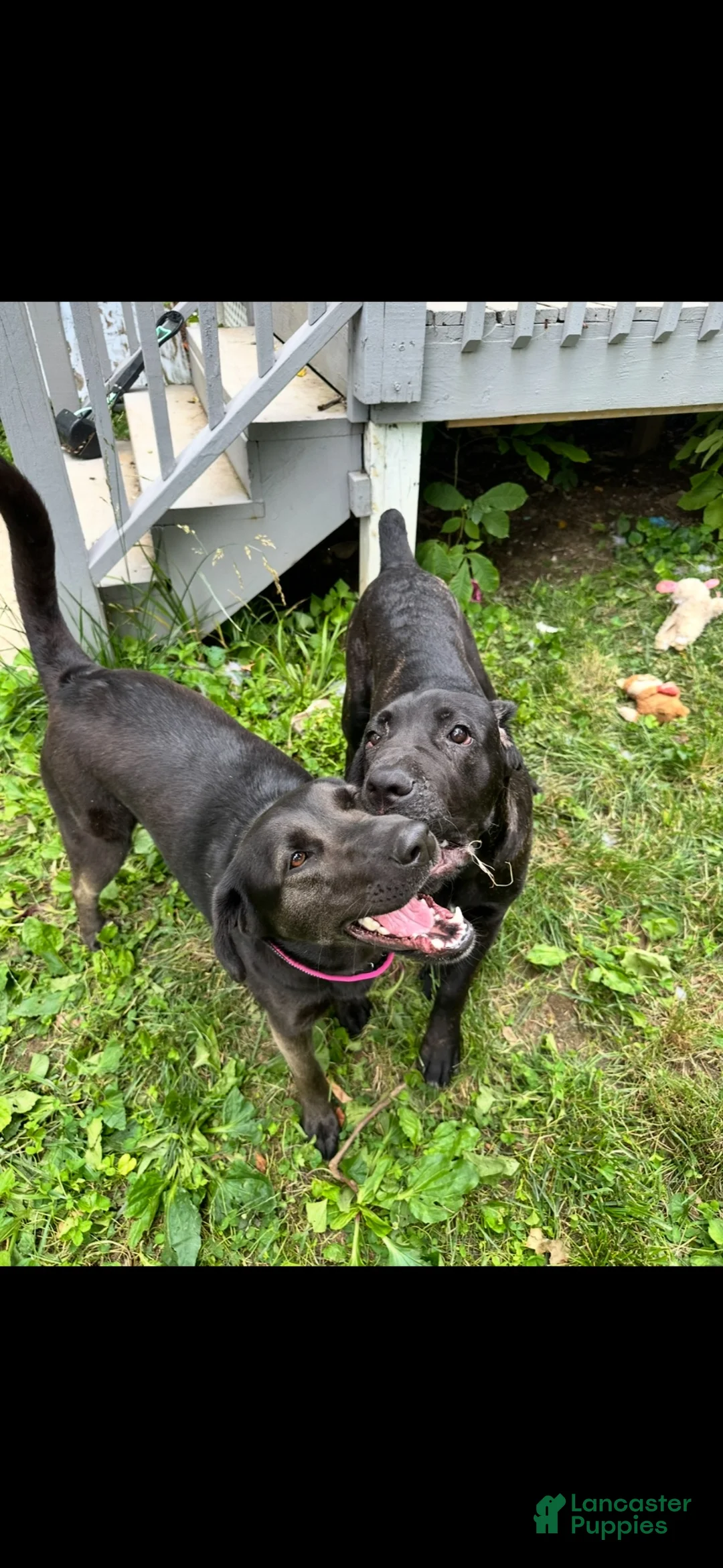 Cane Corso dogs for sale: Cooper - Ad 5