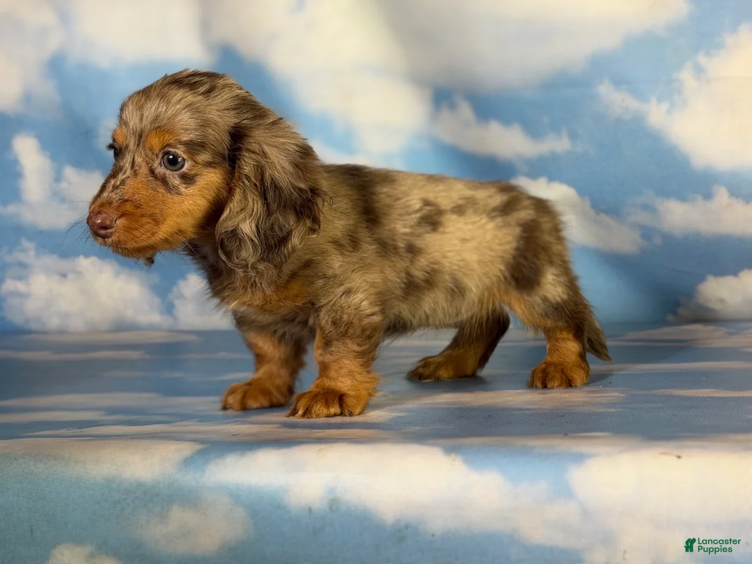 Miniature Dachshund dogs for sale: Akc Allie LH PRA clear - Ad 1