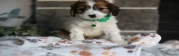 Cavapoo dogs for sale: Maggie - Ad 7