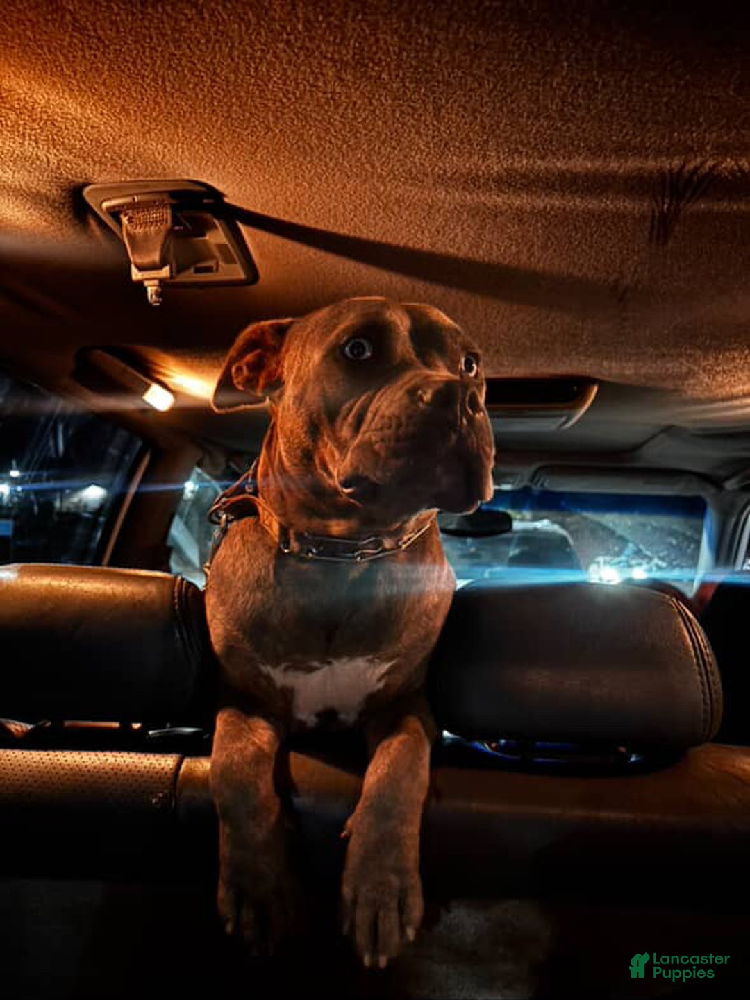 American Staffordshire Terrier dogs for sale: American Staffordshire Terrier Puppy  - Ad 4