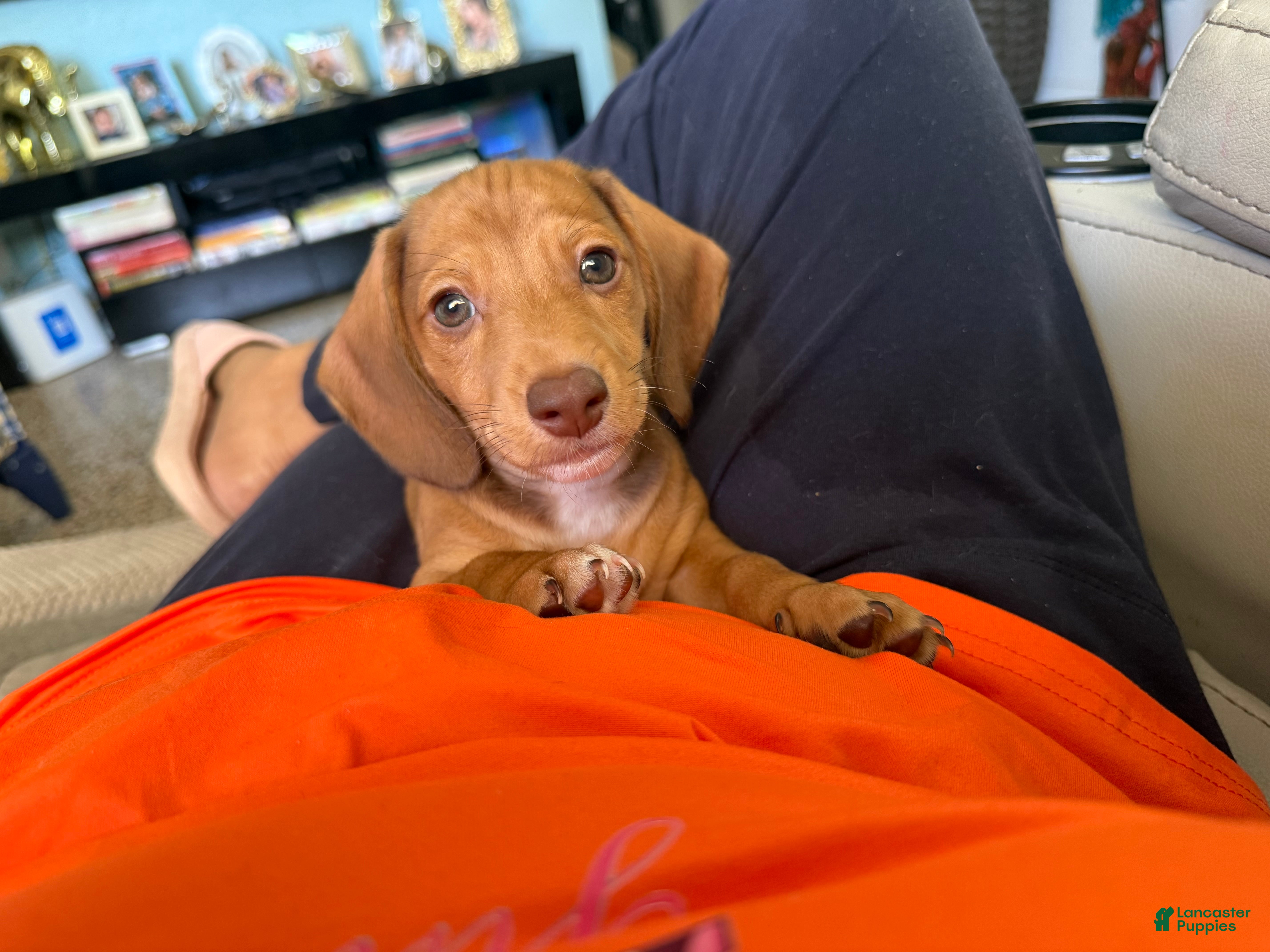 Mixed Breed dogs Hershey - Ad 1