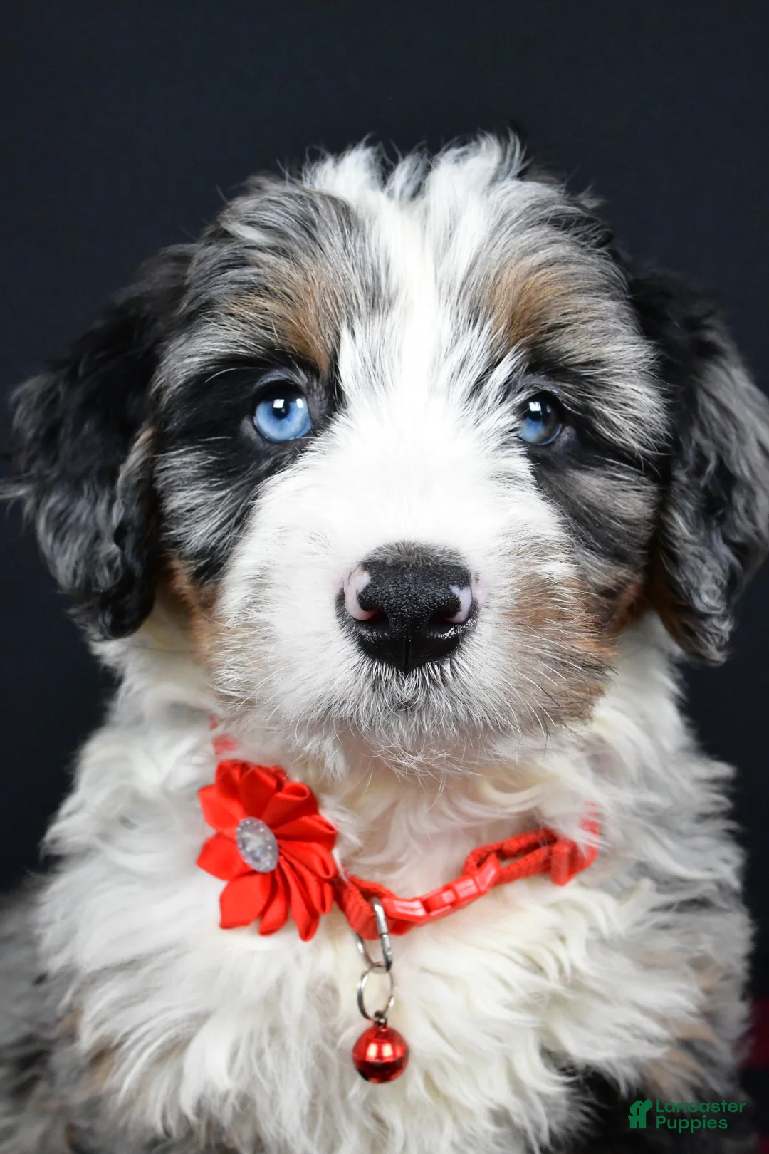Mini Bernedoodle dogs for sale: Brianna - Ad 8