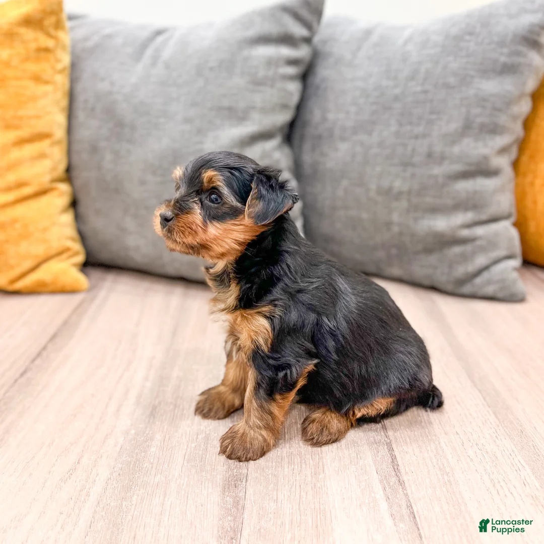 Yorkshire Terrier dogs for sale: Ranger - Ad 4