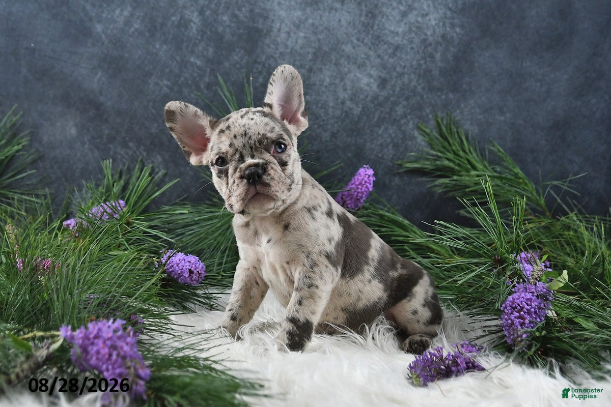 Frenchton dogs Macy - Ad 2