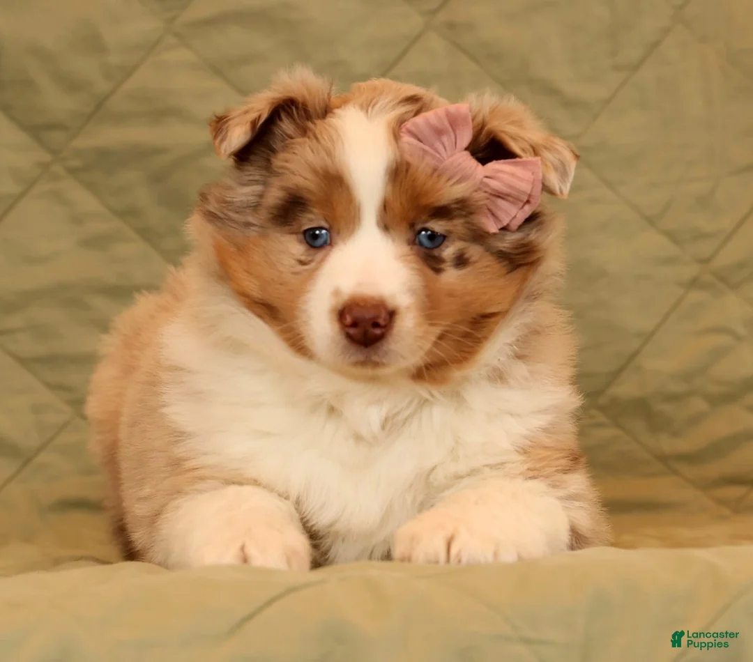 Miniature Australian Shepherd dogs for sale: Chloe - Ad 4