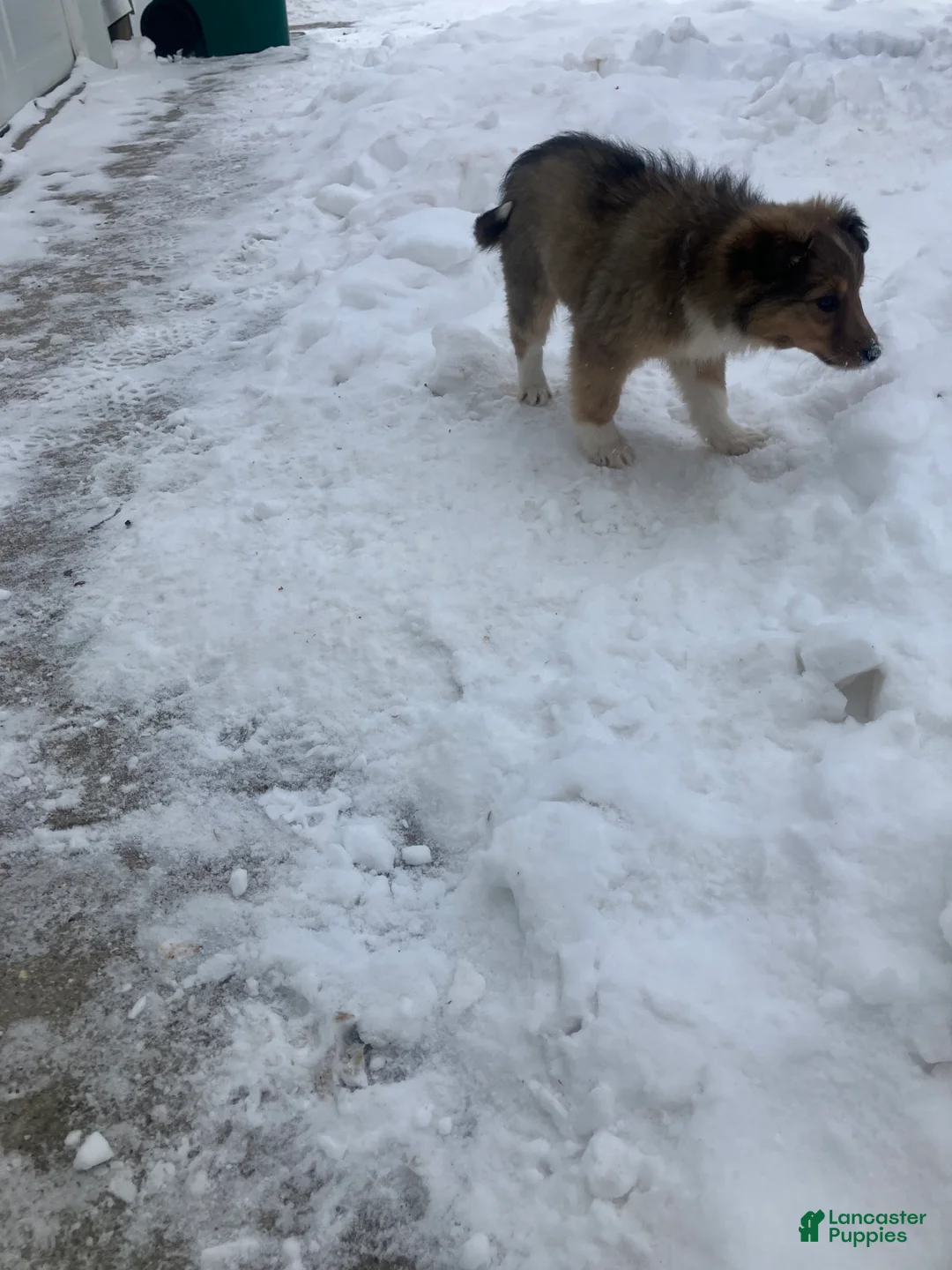 Mixed Breed dogs for sale: Shelly - Ad 3