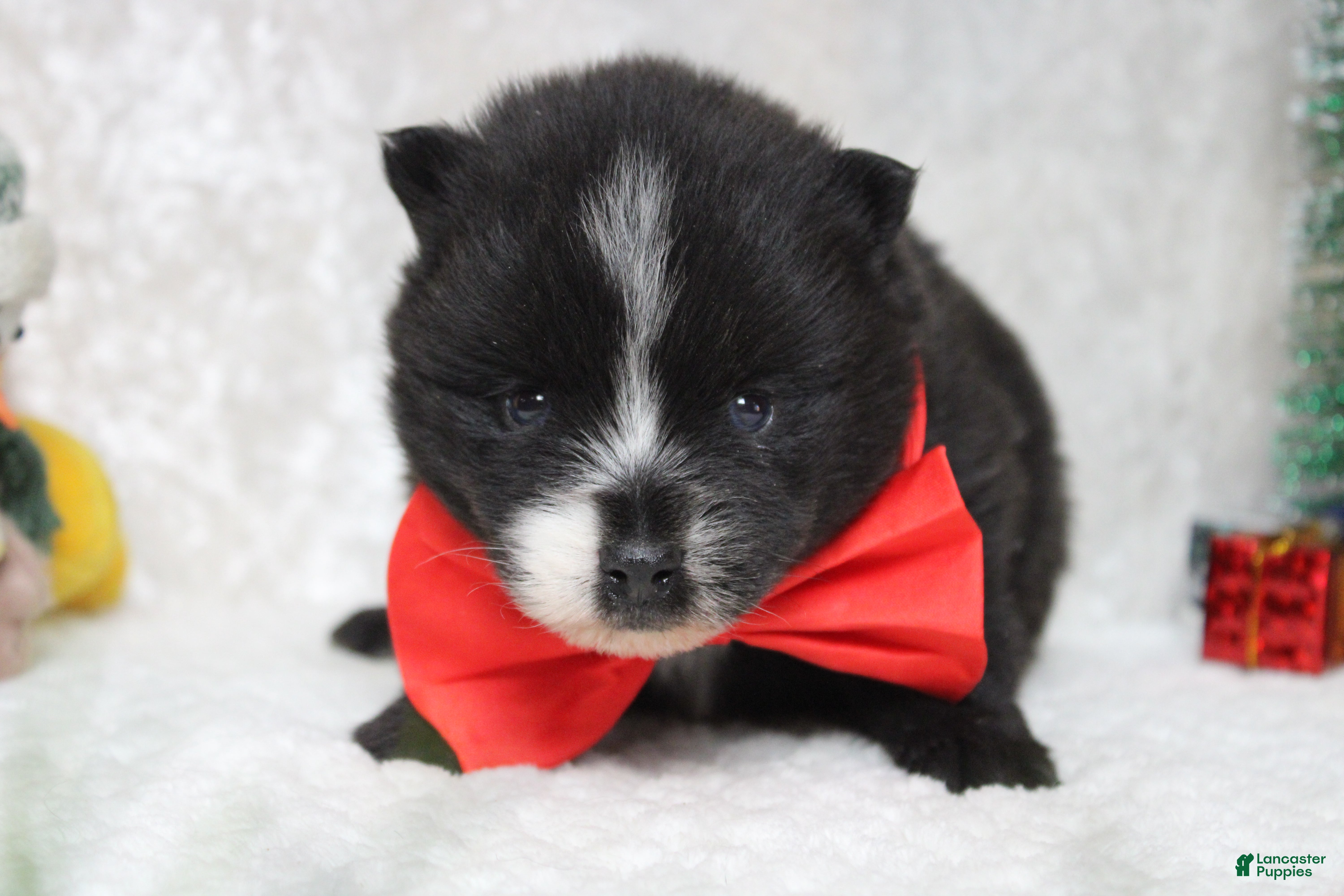 Pomsky dogs Luey  - Ad 14