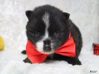 Pomsky dogs Luey - Ad 13